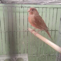 قناری ماده