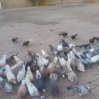 کفتر ساعت سنگین (بشرط) بصورت فروش یکجایی درخدمتم