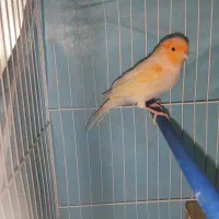 قناری نر|پرنده|مشهد, شهرک مهرگان|دیوار