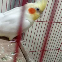 عروس هلندی