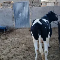 گوساله‌ ماده‌