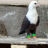کفتر کلاغ مقبول
