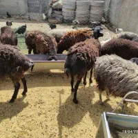 بره نر و میش