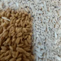 گندم بذری دیم (هشترودی مادر)