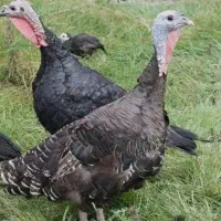 جوجه قوغاز، بوقلمون، اردک، خروس|حیوانات مزرعه|نیشابور, فضل|دیوار