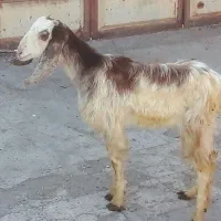 بره|حیوانات مزرعه|اهواز, امانیه|دیوار