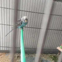 مرغ عشق|پرنده|شاهین‌شهر, خانه کارگر|دیوار