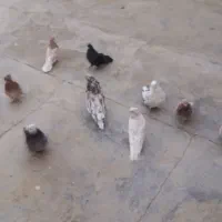 سرورنوکریز