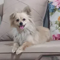 سگ پامرین اشپیتز