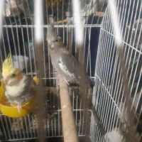 عروس هلندی|پرنده|زنجان, |دیوار