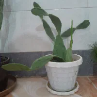 معاوضه گل کاکتوس باگل های دیگر|گل و گیاه طبیعی|مرودشت, ژیان|دیوار