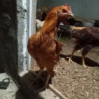 فروش خروس دو رگ|حیوانات مزرعه|پاوه, |دیوار