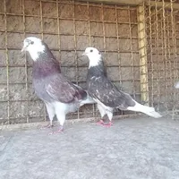 کفتر پرشی