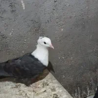 کربلایی کاکل