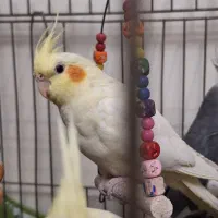 عروس هلندی ماده بالغ|پرنده|تهران, اوقاف|دیوار