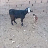 یک عدد چبوش زاییده فروشی|حیوانات مزرعه|تربت جام, معدآباد|دیوار