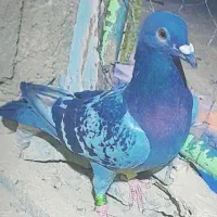 2000|پرنده|هیرمند, |دیوار