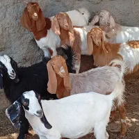 9راس بزغاله ماده بزرگ دورگ پاکستانی