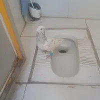 هفرنگ کفتر نر جوانه