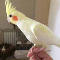 عروس هلندی (سخنگو)