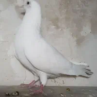 طوقی|پرنده|اردبیل, |دیوار