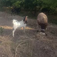 چپش نر پاکستانی اصیل نژاد دار سه قلوه