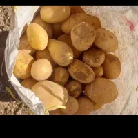 سیب زمینی جیلی بزری .قیمت ۲۰