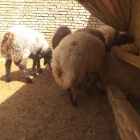 فروش بره نر|حیوانات مزرعه|اصفهان, سودان|دیوار
