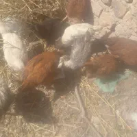 ۱۰عددجوجه محلی|حیوانات مزرعه|تاکستان, |دیوار