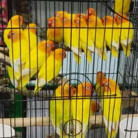 طوطی برزیلی زرد صورت هولوی توضیحات رو خوب بخونین