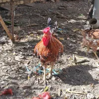 مرغ و خروس گلین چل تاج