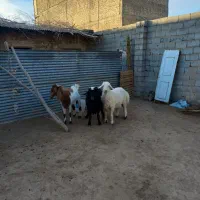 دوعددبره نرکیلویی ۶۴۰وزن ۷۰