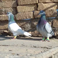 کبوتر مگسی شامی با شصتی کبود|پرنده|دشتابی, |دیوار