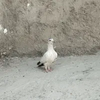 جوجه پاکستانی