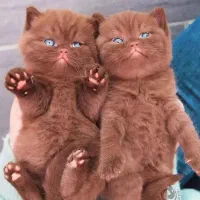 گربه شکلاتی دال فیس بریتانیا