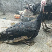فروش دو بوقلمو نر و یک اردک نر اسرائیل
