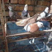 کبوتر طوقی دمسفید لیمو الماسی هفت رنگ