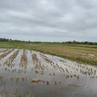 ۲۷ هزارمتر مسکونی و شالیزار/رشت/کوچصفهان