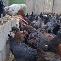 نیمچه طاقچه مرغ و خروس بلک استار مرندی|حیوانات مزرعه|سبزوار, صالح آباد|دیوار