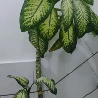 گل طبیعی و مصنوعی