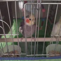 عروس هلندی