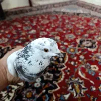 کبوتر گم کردم این شکلیه