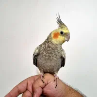 عروس هلندی|پرنده|پردیس, فاز ۱|دیوار