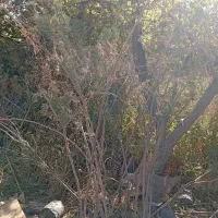 نهال گلدونی کاج