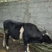 فروش کلچه تالشی|حیوانات مزرعه|تالش, جوکندان|دیوار