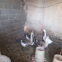 قوغاز اردک اسراییلی