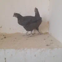 جوجه لاری