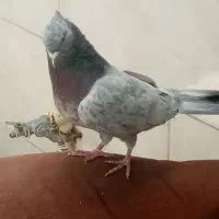 کفتر سرورهفت رنگ