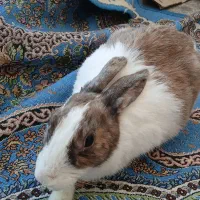 خرگوش سالم|موش و خرگوش|کرمان, |دیوار