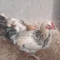فروش ۲عدد خروس و تعدادی جوجه گلپایگانی